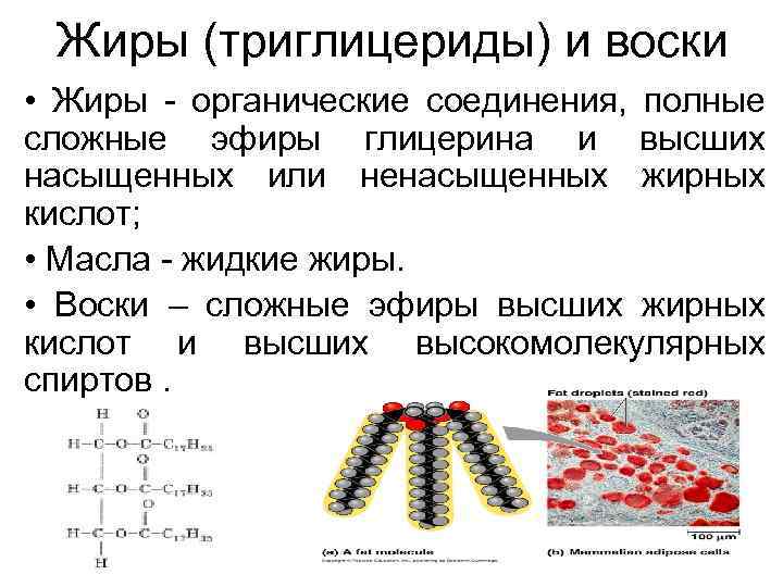 Жиры состоят из глицерина и жирных