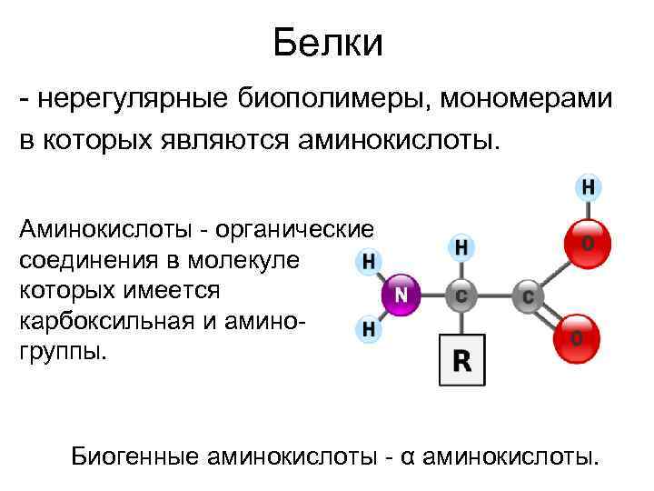  Белки - нерегулярные биополимеры, мономерами в которых являются аминокислоты. Аминокислоты - органические соединения