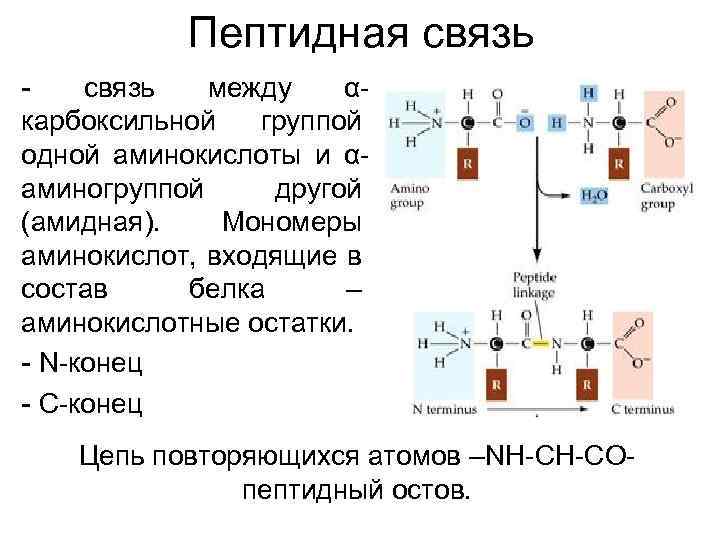  Пептидная связь - связь между α- карбоксильной группой одной аминокислоты и α- аминогруппой