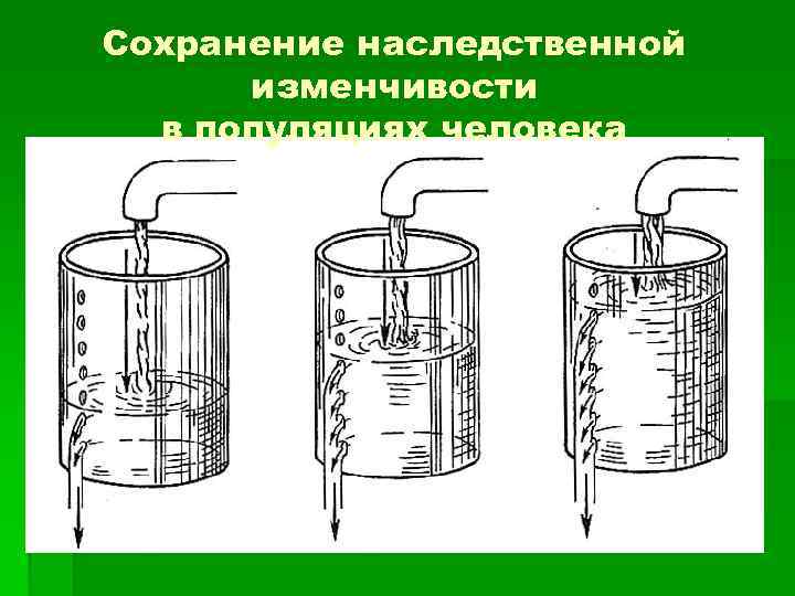 Сохранение наследственной изменчивости в популяциях человека 
