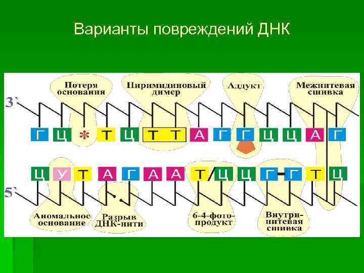 Варианты повреждений ДНК 