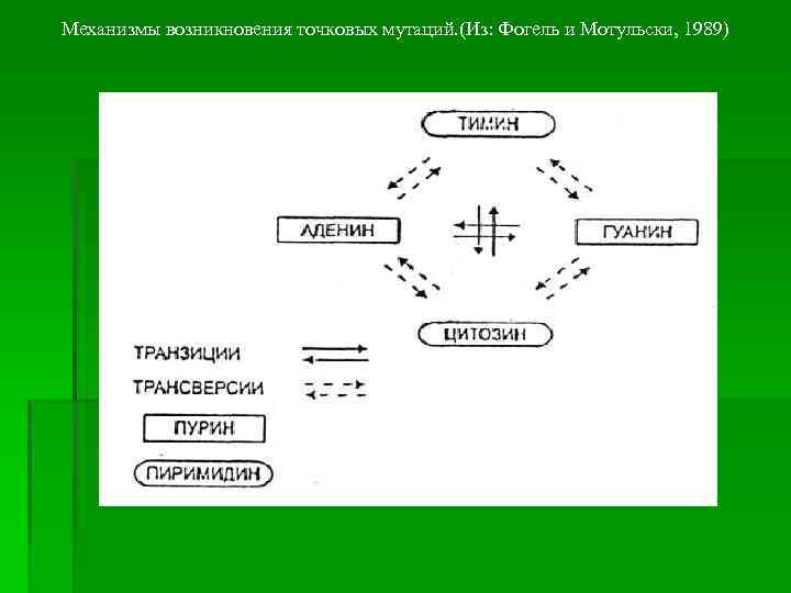 Механизмы возникновения точковых мутаций. (Из: Фогель и Мотульски, 1989) 