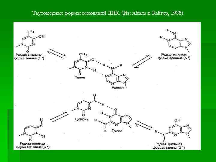 Таутомерные формы оснований ДНК. (Из: Айала и Кайгер, 1988) 