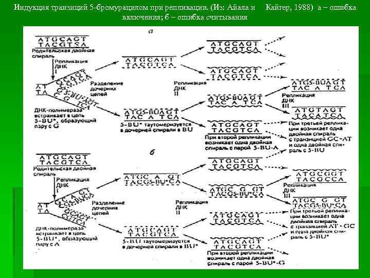 Индукция транзиций 5 -бромурацилом при репликации. (Из: Айала и Кайгер, 1988) а – ошибка