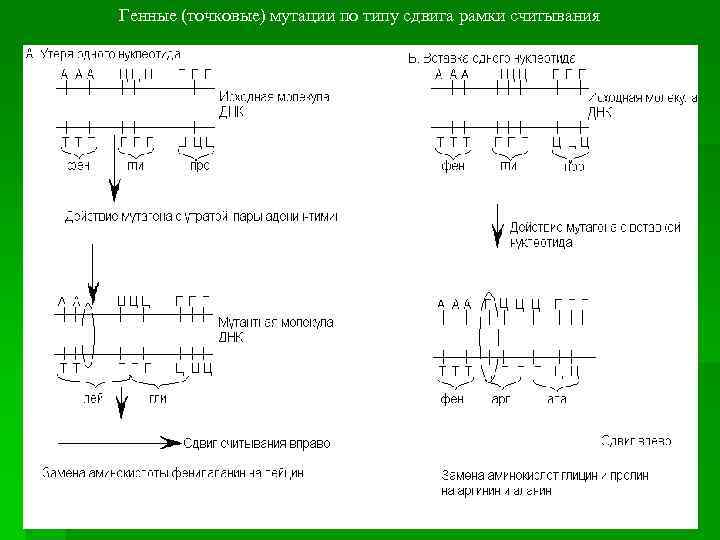 Генные (точковые) мутации по типу сдвига рамки считывания 