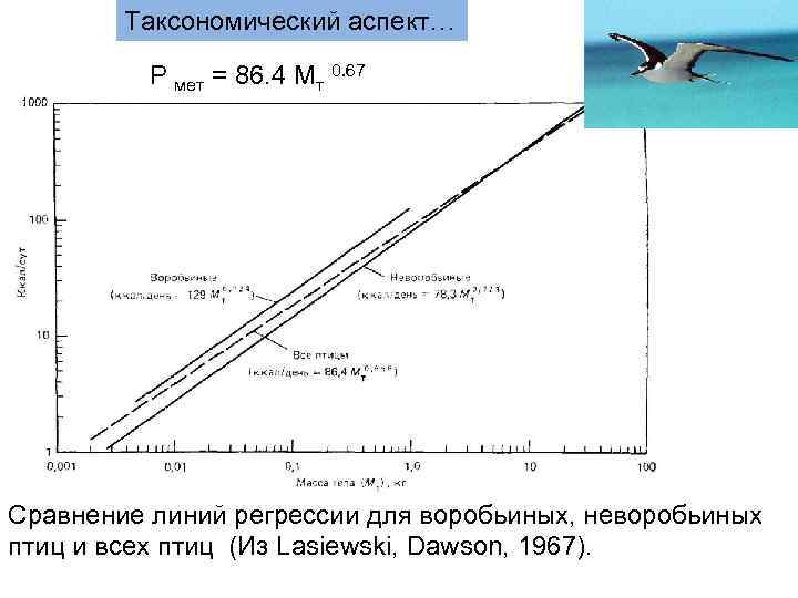   Таксономический аспект…  P мет = 86. 4 Мт 0. 67 Сравнение