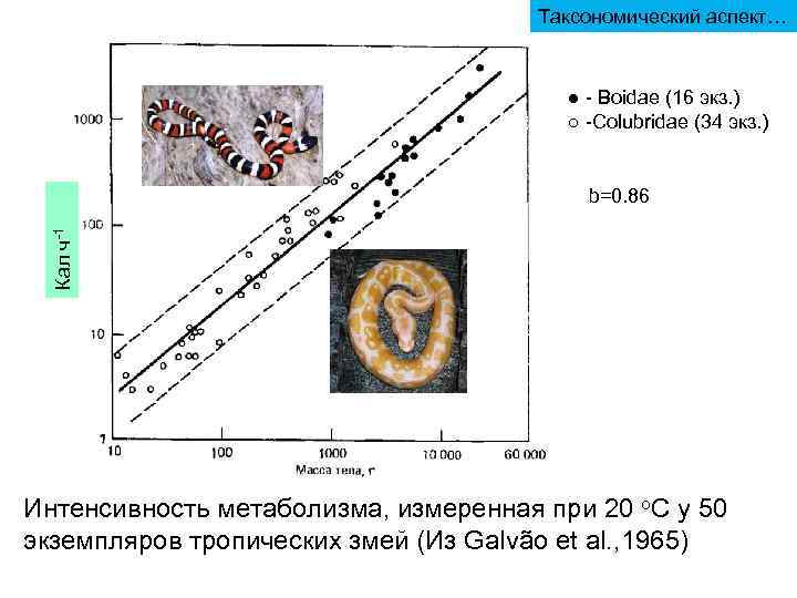        Таксономический аспект…    ● -