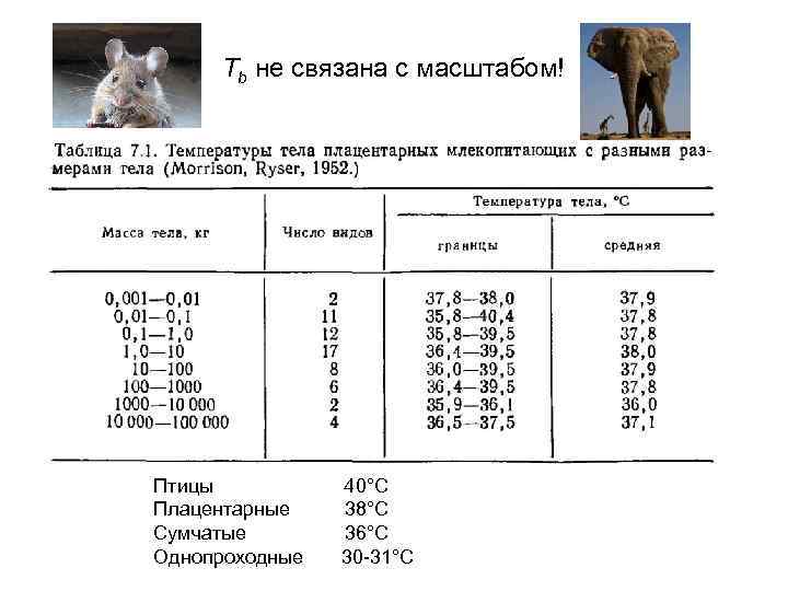  Tb не связана с масштабом! Птицы  40°C Плацентарные  38°C Сумчатые 