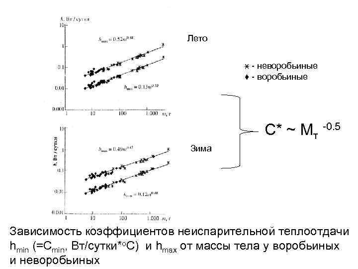      Лето    ӿ - неворобьиные  