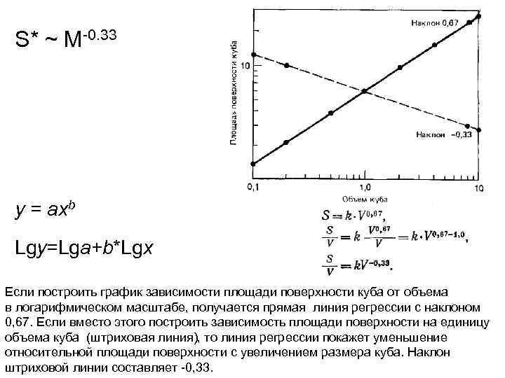  S* ~ M-0. 33 y = axb Lgy=Lga+b*Lgx Если построить график зависимости площади