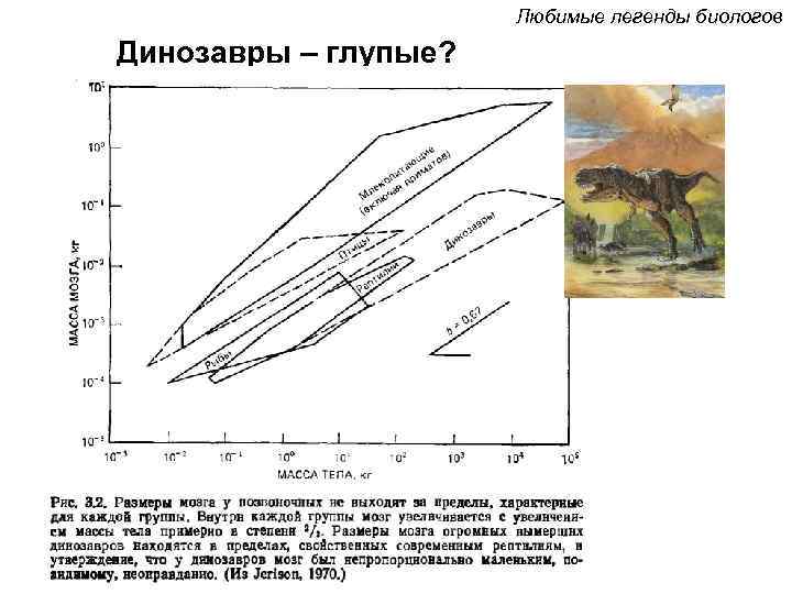      Любимые легенды биологов Динозавры – глупые? 