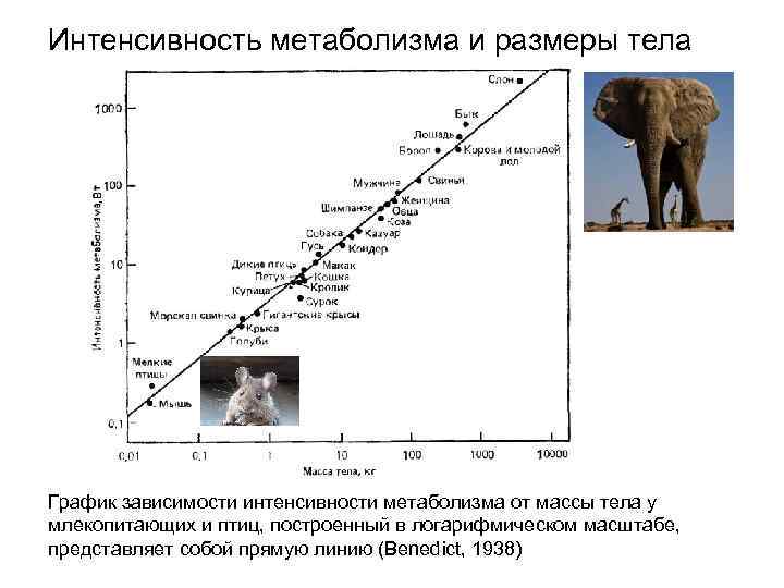 На рисунке изображена зависимость между массой особи и численностью вида млекопитающих