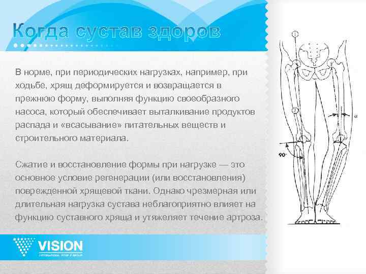 В норме, при периодических нагрузках, например, при ходьбе, хрящ деформируется и возвращается в прежнюю