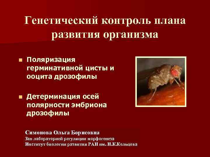 Генетический контроль плана развития организма n Поляризация герминативной цисты и ооцита дрозофилы n Детерминация