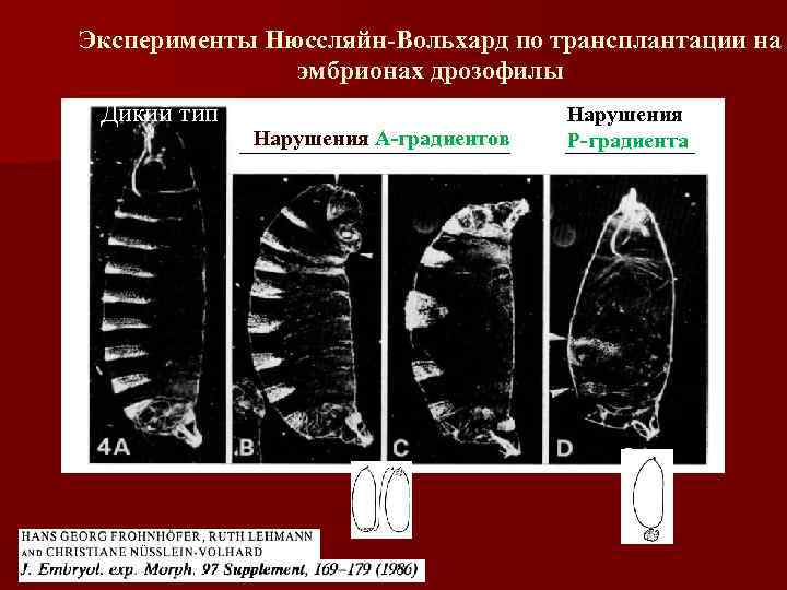 Эксперименты Нюссляйн-Вольхард по трансплантации на эмбрионах дрозофилы Дикий тип Нарушения А-градиентов Нарушения Р-градиента 