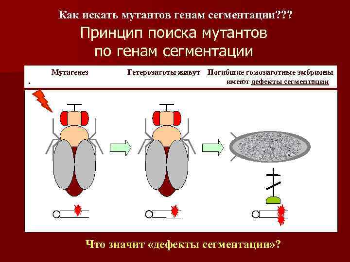 Как искать мутантов генам сегментации? ? ? Принцип поиска мутантов по генам сегментации Мутагенез