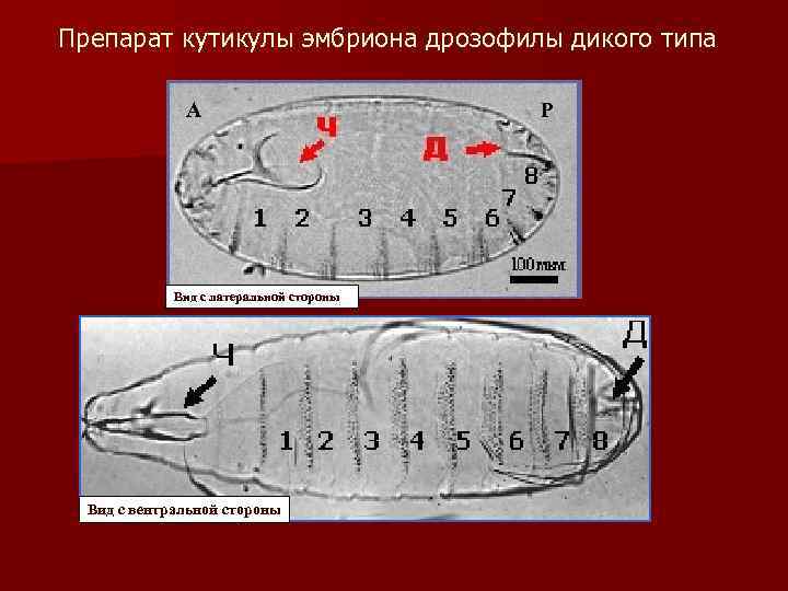 Препарат кутикулы эмбриона дрозофилы дикого типа А Вид с латеральной стороны Вид с вентральной