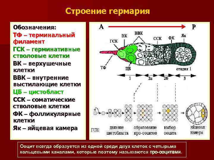 Строение гермария Обозначения: ТФ – терминальный филамент ГСК – герминативные стволовые клетки ВК –