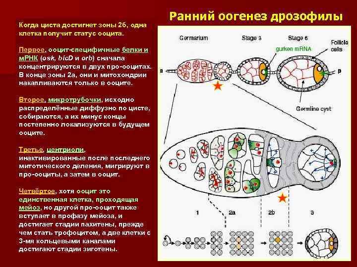 Когда циста достигнет зоны 2 б, одна клетка получит статус ооцита. Первое, ооцит-специфичные белки