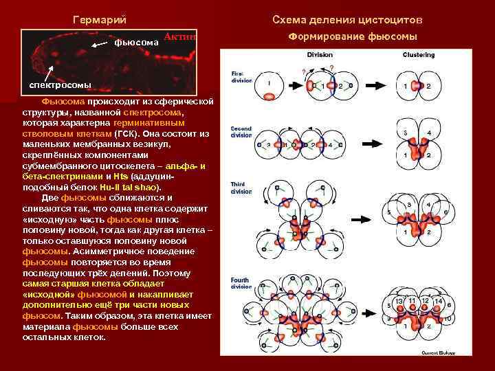 Гермарий фьюсома Схема деления цистоцитов Актин спектросомы Фьюсома происходит из сферической структуры, названной спектросома,