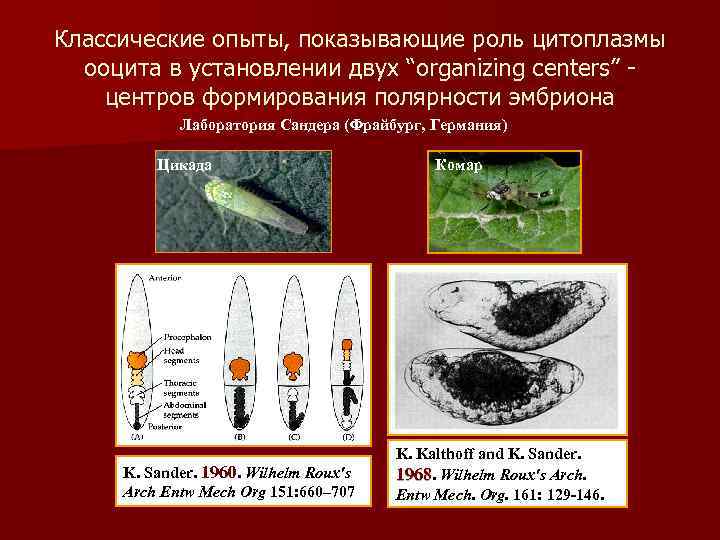 Классические опыты, показывающие роль цитоплазмы ооцита в установлении двух “organizing centers” центров формирования полярности