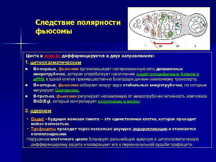 Следствие полярности фьюсомы Циста в зоне 2 а дифференцируется в двух направлениях: 1. цитоплазматическом