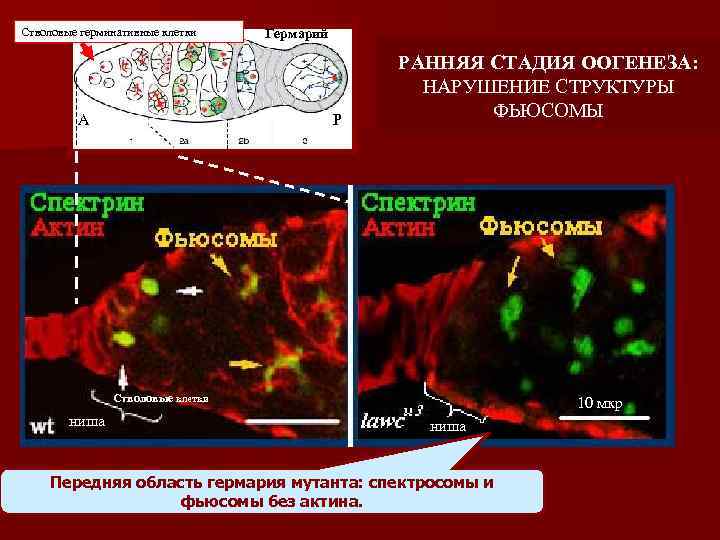 Стволовые герминативные клетки А Гермарий Р РАННЯЯ СТАДИЯ ООГЕНЕЗА: НАРУШЕНИЕ СТРУКТУРЫ ФЬЮСОМЫ Стволовые клетки