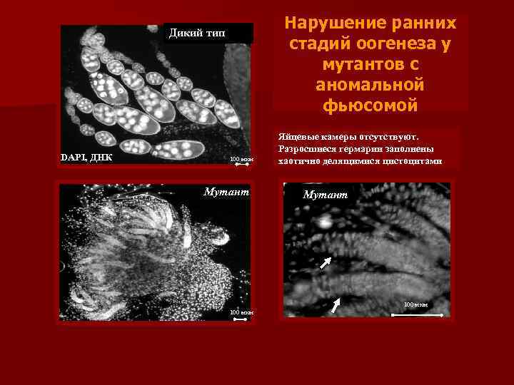 Нарушение ранних стадий оогенеза у мутантов с аномальной фьюсомой Дикий тип DAPI, ДНК 100
