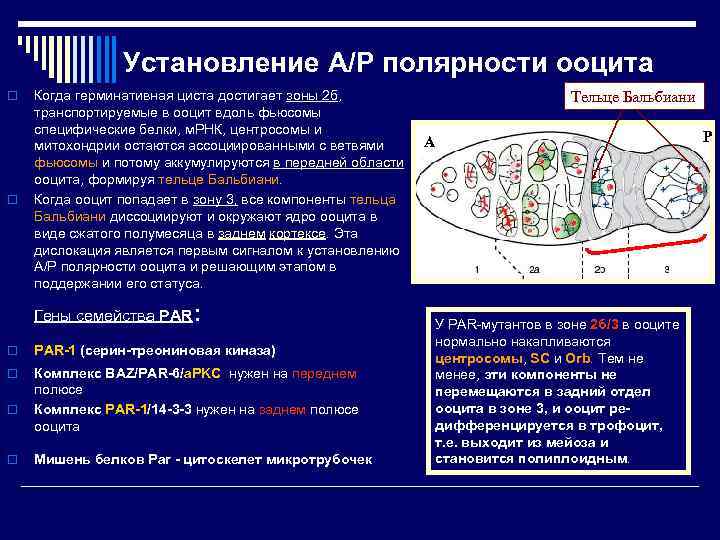 Установление A/P полярности ооцита o o Когда герминативная циста достигает зоны 2 б, транспортируемые