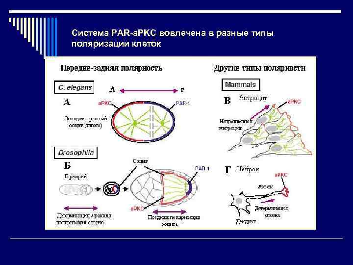 Система PAR-a. PKC вовлечена в разные типы поляризации клеток 