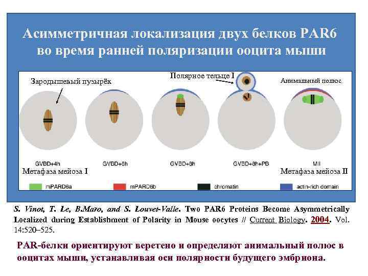 Асимметричная локализация двух белков PAR 6 во время ранней поляризации ооцита мыши Зародышевый пузырёк