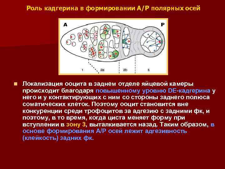 Роль кадгерина в формировании А/Р полярных осей А n Р Локализация ооцита в заднем