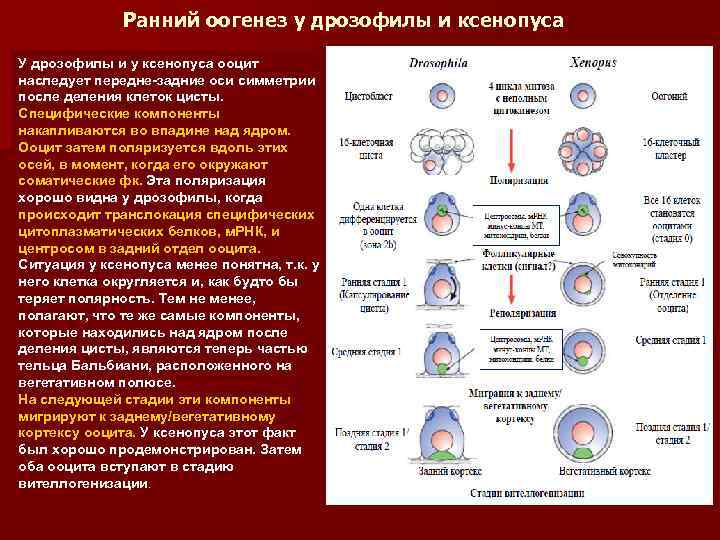 Ранний оогенез у дрозофилы и ксенопуса У дрозофилы и у ксенопуса ооцит наследует передне-задние