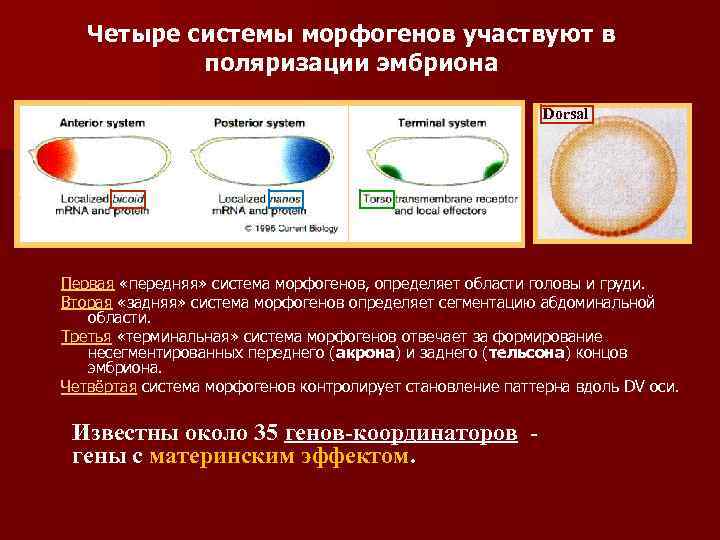 Четыре системы морфогенов участвуют в поляризации эмбриона Dorsal Первая «передняя» система морфогенов, определяет области