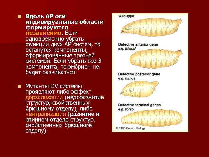 n Вдоль АР оси индивидуальные области формируются независимо. Если одновременно убрать функции двух АР