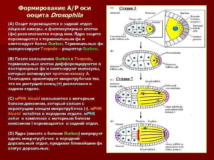 Формирование А/Р оси ооцита Drosophila Стадия 3 (А) Ооцит перемещается в задний отдел яйцевой