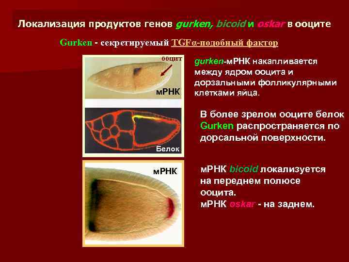 Локализация продуктов генов gurken, bicoid и oskar в ооците Gurken - секретируемый TGFα-подобный фактор