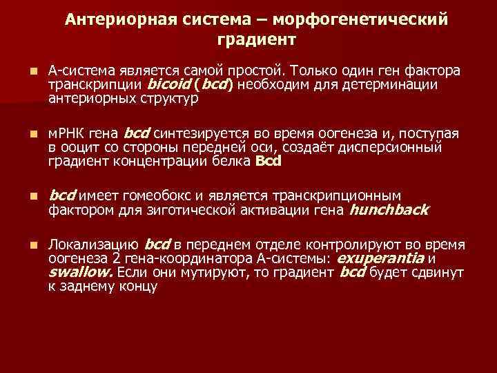 Антериорная система – морфогенетический градиент n А-система является самой простой. Только один ген фактора