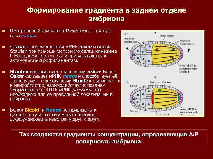 Формирование градиента в заднем отделе эмбриона n Центральный компонент Р-системы – продукт гена nanos.