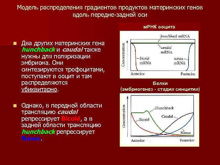 Модель распределения градиентов продуктов материнских генов вдоль передне-задней оси м. РНК ооцита n n