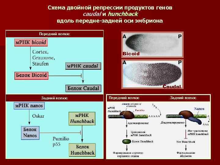 Схема двойной репрессии продуктов генов caudal и hunchback вдоль передне-задней оси эмбриона Передний полюс