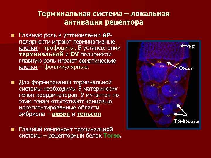 Терминальная система – локальная активация рецептора n n Главную роль в установлении АРполярности играют