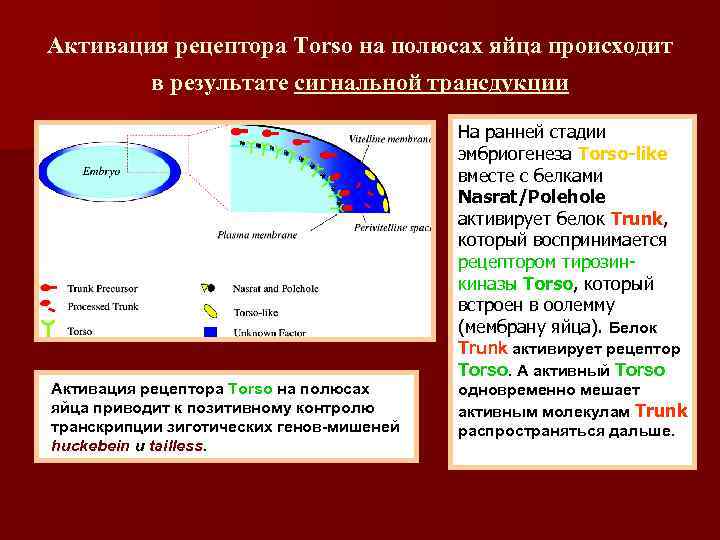 Активация рецептора Torso на полюсах яйца происходит в результате сигнальной трансдукции Активация рецептора Torso