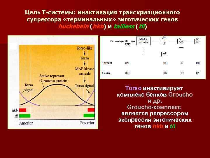 Цель Т-системы: инактивация транскрипционного супрессора «терминальных» зиготических генов huckebein (hkb) и tailless (tll) Torso