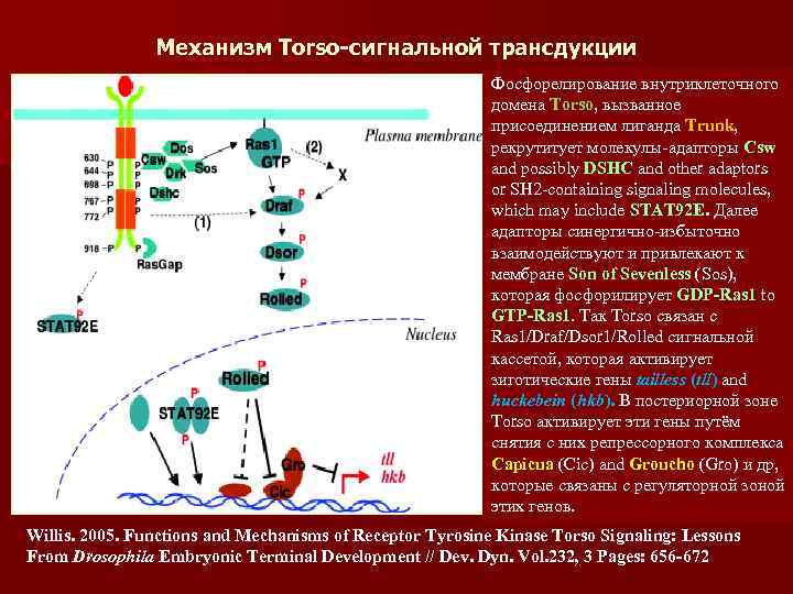 Механизм Torso-сигнальной трансдукции Фосфорелирование внутриклеточного домена Torso, вызванное присоединением лиганда Trunk, рекрутитует молекулы-адапторы Csw