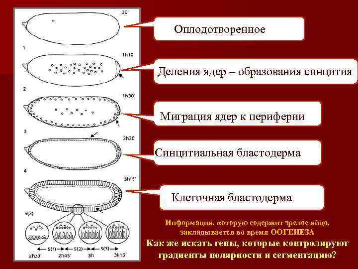 Оплодотворенное яйцо Деления ядер – образования синцития Миграция ядер к периферии Синцитиальная бластодерма Клеточная