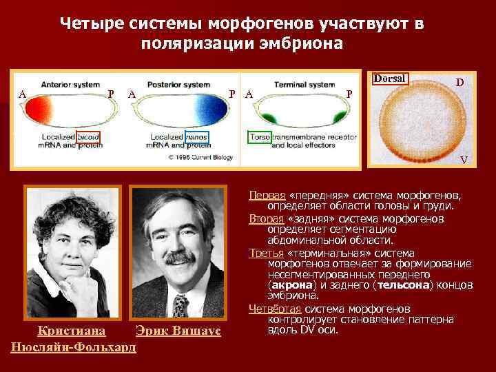Четыре системы морфогенов участвуют в поляризации эмбриона Dorsal A P A P D V
