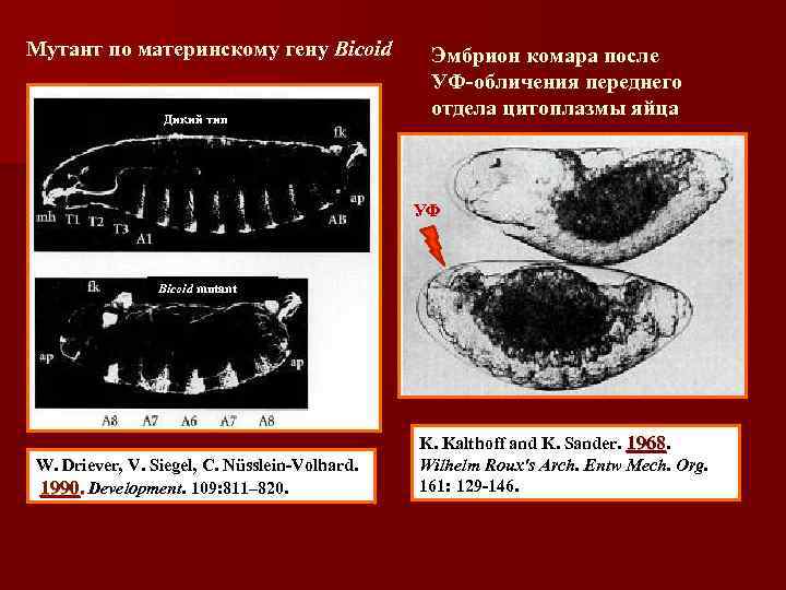 Мутант по материнскому гену Bicoid Дикий тип Эмбрион комара после УФ-обличения переднего отдела цитоплазмы