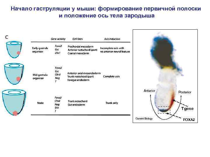 Начало гаструляции у мыши: формирование первичной полоски и положение ось тела зародыша Тgene FOXA