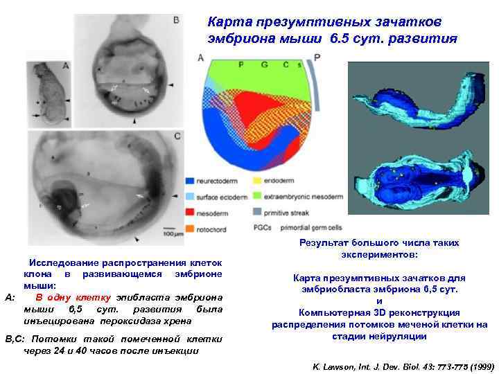 Карта презумптивных зачатков эмбриона мыши 6. 5 сут. развития Исследование распространения клеток клона в